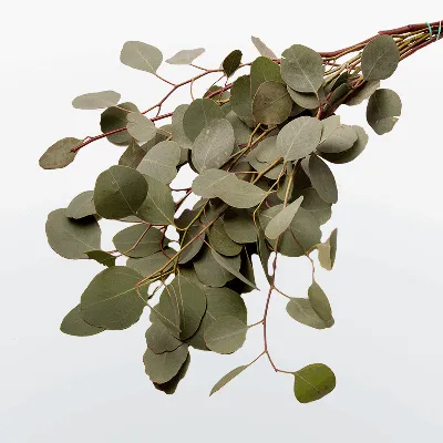 Эвкалипт Ганна FRANCE BLEU® 'Rengun'. Eucalyptus gunnii FRANCE BLEU®  'Rengun'. (ID#1489134017), цена: 930 ₴, купить на Prom.ua