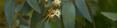 Эвкалипт Ганна -Eucalyptus gunnii. - YouTube