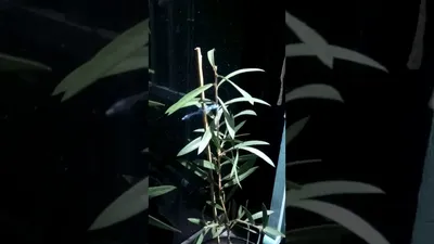 Eucalyptus gunnii — Растения Оптовая FlorAccess