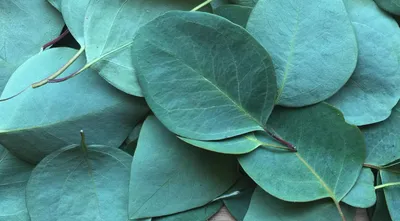 Эвкалипт (Eucalyptus) — описание, выращивание, фото | на LePlants.ru