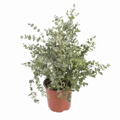 Декоративное растение \"Эвкалипт Ганна\" купить по низкой цене | \"Эвкалипт  Ганна\" в интернет-магазине kashpo.store