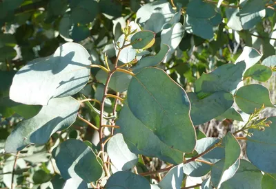Эвкалипт Ганни (Eucalyptus gunnii)2-я Зима! - YouTube
