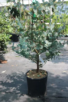 Эвкалипт Ганна 200/250 Eucalyptus gunnii 10л (И) — цена в LETTO