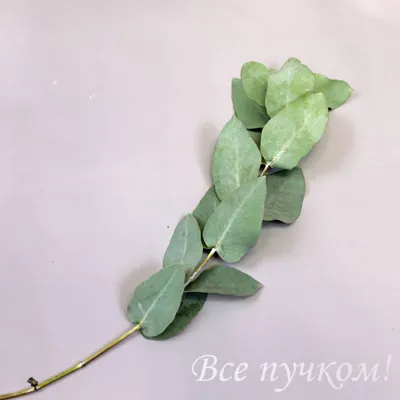 🌷 Листья Эвкалипт цинерея купить оптом в Москве | Зелень в «7ЦВЕТОВ»🌺