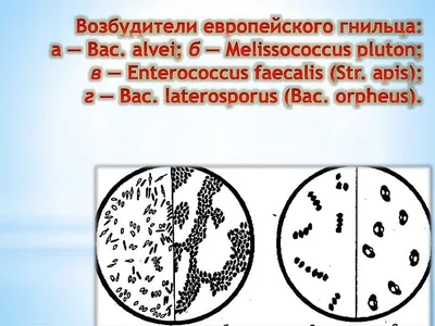 Болезни пчёл | Пикабу