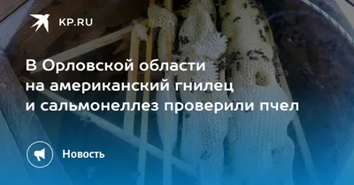 Пчелы тоже болеют - в республике выявлен европейский гнилец | Министерство  сельского хозяйства Республики Башкортостан