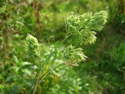 Ежа сборная (Dactylis glomerata L.)