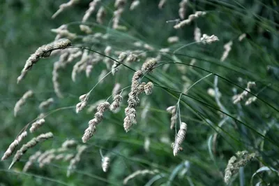 Dactylis glomerata (Ежа сборная или обыкновенная) | Трава, Куст