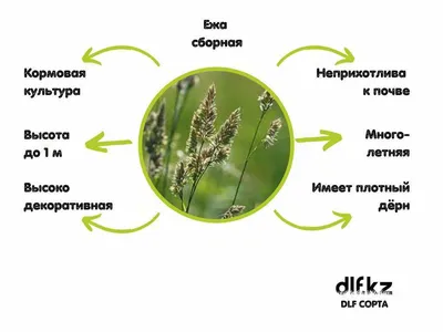 Ежа Сборная С Цветочная Пыльца — стоковые фотографии и другие картинки  Dactylis glomerata - Dactylis glomerata, Без людей, Горизонтальный - iStock