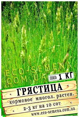 Ежа сборная для газонной травы и корма животным. Здесь!