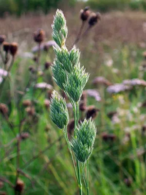 Фотография Ежа сборная (Dactylis glomerata) | Фотобанк ГеоФото/GeoPhoto |  GetImages Group