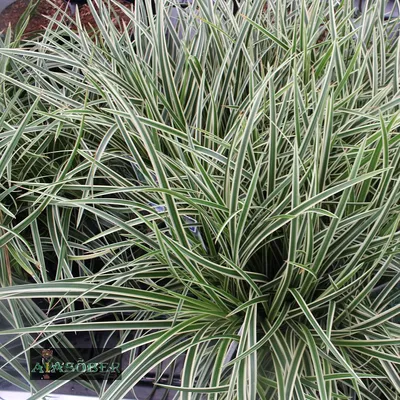 MW0602422, Dactylis glomerata (Ежа сборная), specimen