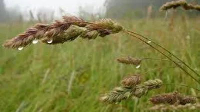 Dactylis glomerata - Ежа сборная семена - Wikifarmer