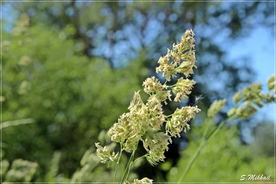 Продам Грястицю - Ежа сборная, купить грястицю - Ежа сборная, Киев —  Agro-Ukraine