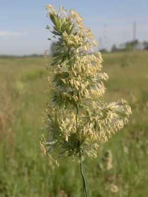 Фотокаталог растений: Ежа сборная (Dactylis glomerata)