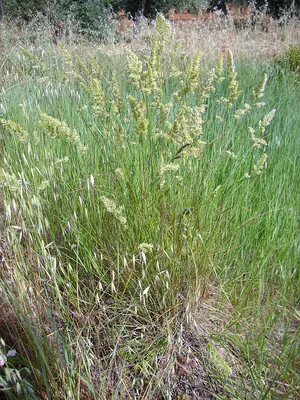 Ежа сборная (Dactylis glomerata L.)