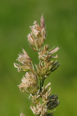 Фотокаталог растений: Ежа сборная (Dactylis glomerata)