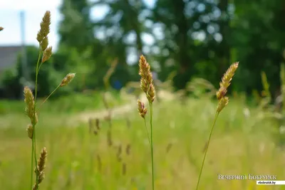 Ежа сборная (Dactylis glomerata) - PictureThis