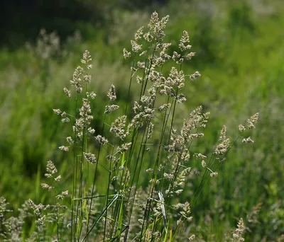 Ежа сборная (Dactylis glomerata) Ежа сборная [ежа обыкновенная, южа,  палочник, песья трава, мизаночник]. | Plants, Garden, Permalink