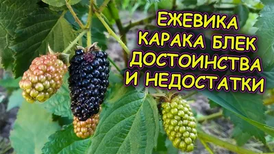 Ежевика \"Karaka Black\" (Карака Блэк) купить в питомнике растений с  доставкой по Волгограду и Волгоградской области, саженцы, выращивание,  посадка и уход