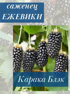 Саженцы ежевики Карака блек (Karaka Black) купить с доставкой