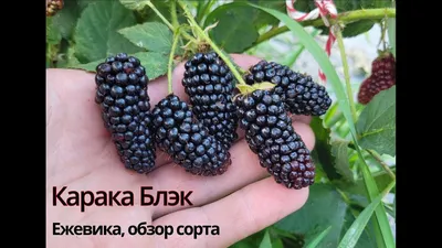 ежевика Карака Блэк - «Вкусная урожайная ежевика, но такая колючая» | отзывы