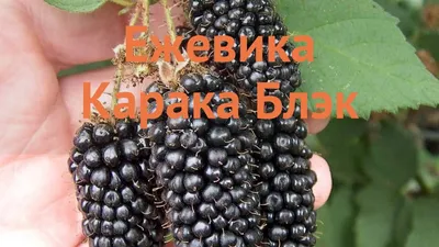 ежевка Карака Блэк (Karaka Black)