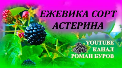 7 лучших сортов садовой ежевики. Какой выбрать? | Загородная жизнь | Дзен