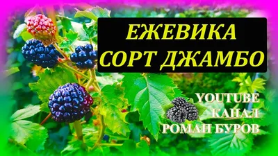 Лучшие сорта и гибриды садовой ежевики