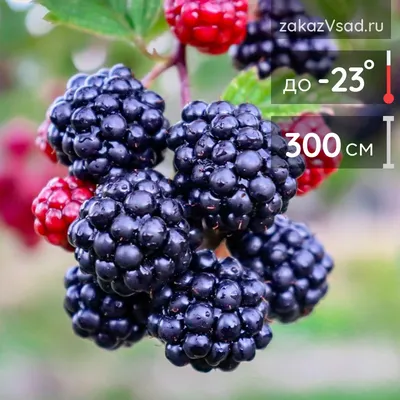 Ежевика садовая Polar Berry, Саженцы, С2 (2 литра), ЗКС - Ягодные — купить  в интернет-магазине по низкой цене на Яндекс Маркете