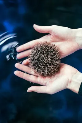 sea_hedgehogs: “Люблю море 🌊🦔 #hedgehog #hedgehogs #hedgehoge  #hedgehoglove #hedgehoglove #hedgehoglife #animal…” | Ежики, Доброе утро