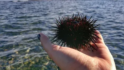 Ёжик на море» — создано в Шедевруме