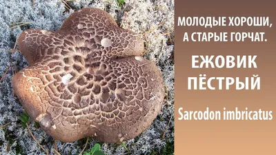 В лесу на Урале нашли гриб, покрытый чешуей: съедобен ли ежовик пестрый -  26 июля 2022 - e1.ru