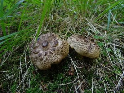 ЕЖОВИК ПЁСТРЫЙ (SARCODON IMBRICATUS) — Teletype