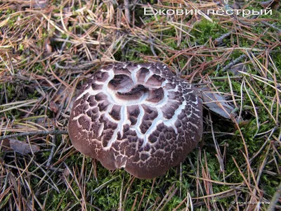 Ежовик пёстрый (Sarcodon imbricatus). Фото на сайте \"Грибы: информация и  фотографии\"