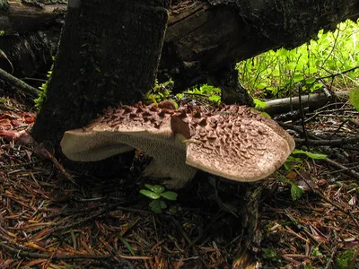 Ежовик пёстрый (Sarcodon imbricatus). Фото на сайте \"Грибы: информация и  фотографии\"