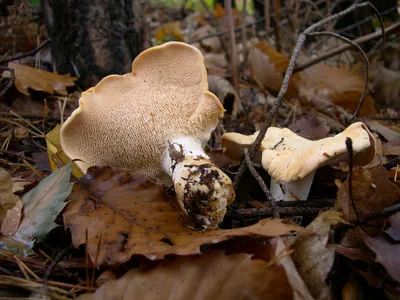 Ежовик пёстрый (лат. Sarcodon imbricatus) — гриб рода Саркодон семейства  Банкеровые. Образует микоризу с хвойными.. | ВКонтакте