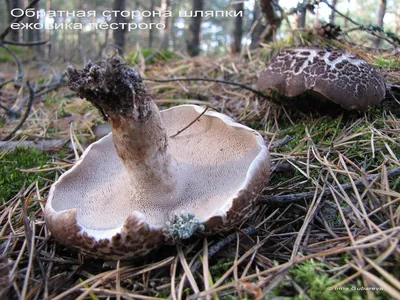 Ежовик пёстрый - Sarcodon imbricatus - Грибы Уломы Железной