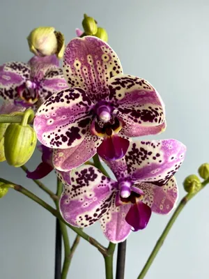 Phalaenopsis ' Frontera ' | emmily1955 | Flickr