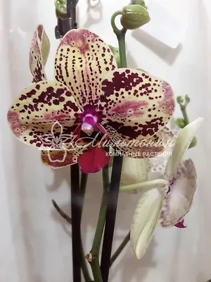 ОРХИДЕЯ фаленопсис Фронтера Phalaenopsis Frоntera - YouTube