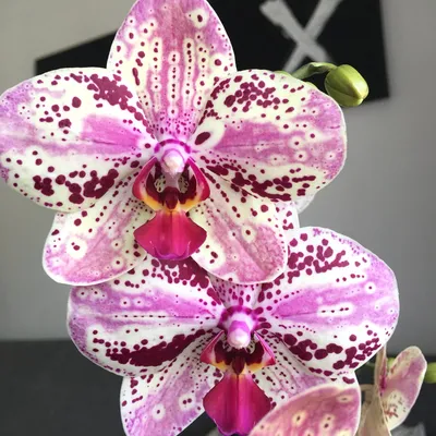 Phalaenopsis Frontera peloric 🔥 2 цветоноса с разной пелоричностью -  пелорики бабочки трилипс, полупелорики Цветок 7,5-8см Высота… | Instagram