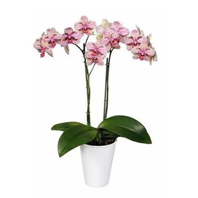 Phalaenopsis Frontera | Orchideen-Wichmann.de - Highest horticultural  quality and experience since 1897