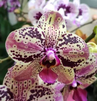 Орхидея Phalaenopsis Frontera