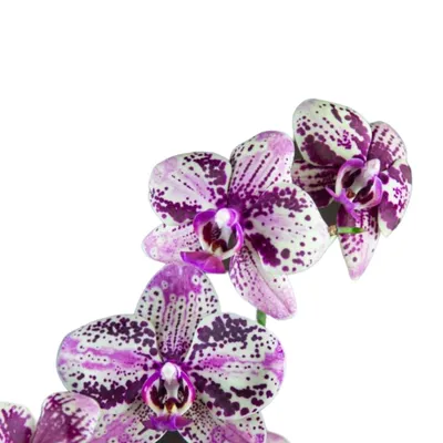 Phalaenopsis Frontera - Giulio Celandroni Orchidee