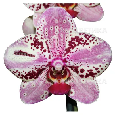 Купить Фаленопсис (орхидея) 12*60 2 ствола Frontera (Phalaenova) оптом |  Paeonia