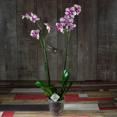Прекрасные орхидеи on Instagram: \"В наличии бархатный фаленопсис Frontera  на 2 цветоноса и посмотрите в галерее фото с корнями🤗 просто сказка❤️  Высота 60 см Горшок 12 см 1580₽ Заказы пишите в директ.