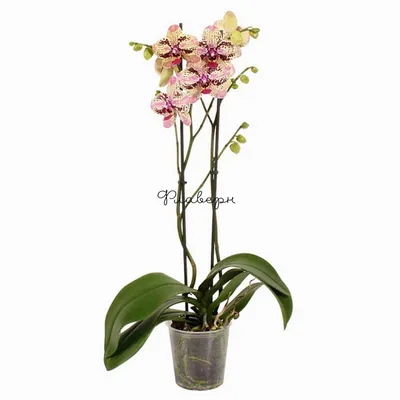 Орхидея Фаленопсис Фронтера 2 ст, Живые растения в Москве, купить по цене  2100 RUB, Цветы в горшках в LuxuryPlants с доставкой | Flowwow