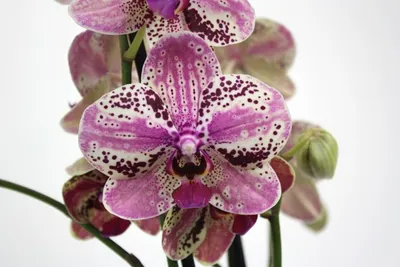 Frontera phalaenopsis orchid | Orchidea