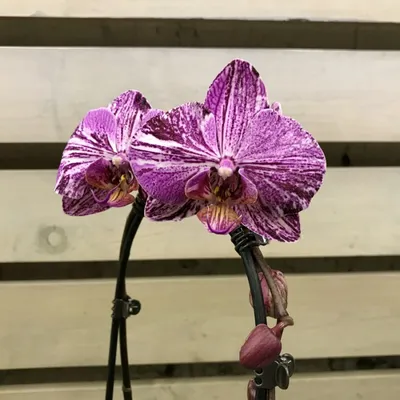Фаленопсис Фронтера – розкішна великоквіткова орхідея з надзвичайно гарними  строкатими бутонами та квітами😇😇😇 Коріння - 👌👌👌 Висота 50-55… |  Instagram