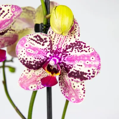 Phalaenopsis Frontera